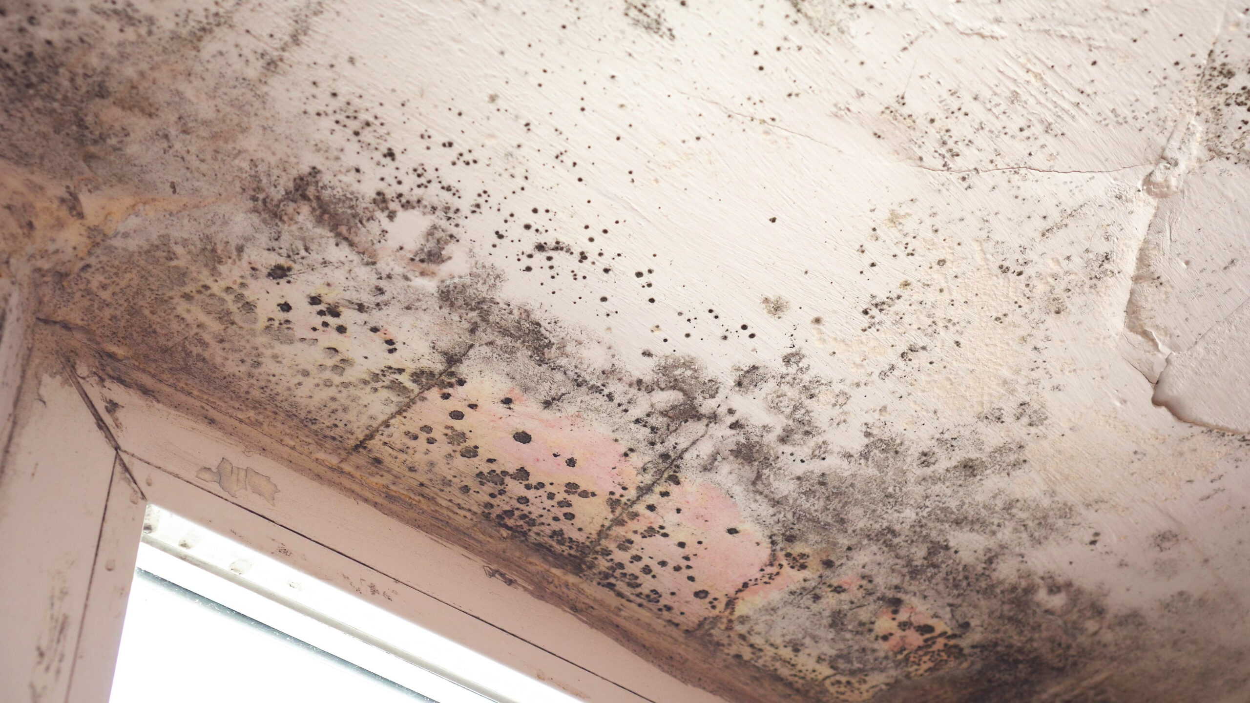 Mold Issues